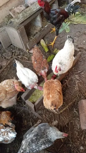 Ovos galados