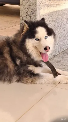 Husky Siberiano