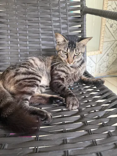 Doação de gata castrada 