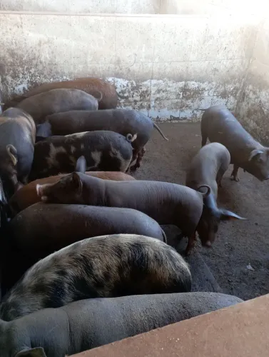 Porcos, leitões 