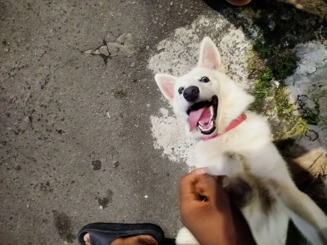 Estou doando pastor suíço de 10 meses