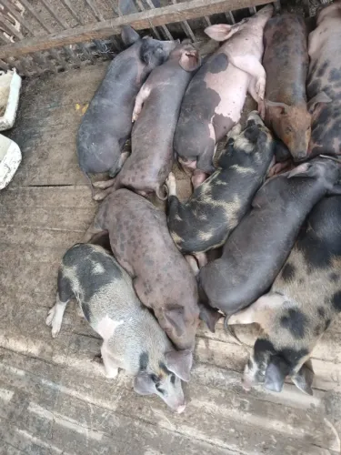 Vendo leitoas caipira
