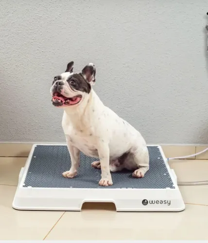 Weasy Banheiro inteligente para cachorro