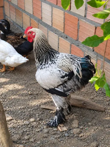 Galo Brahma light frango ainda não troco por galinha