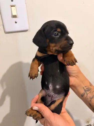 Filhote de Dachshund Macho