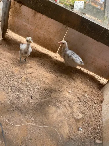 Vende-se 2 pintinhos 