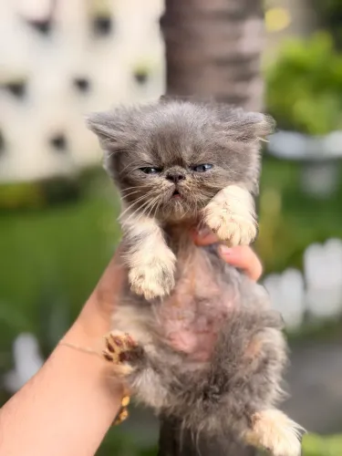 Gato persa 