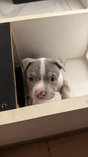American Bully fêmea