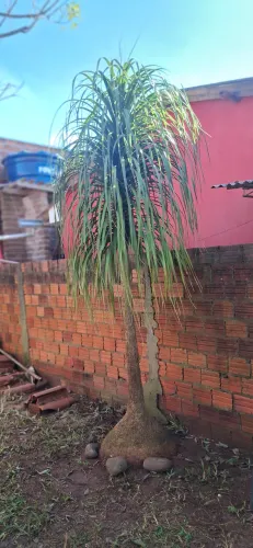 Vendo Pata de elefante 