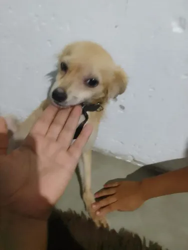Cachorro raciado com  Pinscher