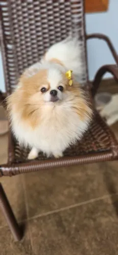 Lulu da Pomerânia fêmea
