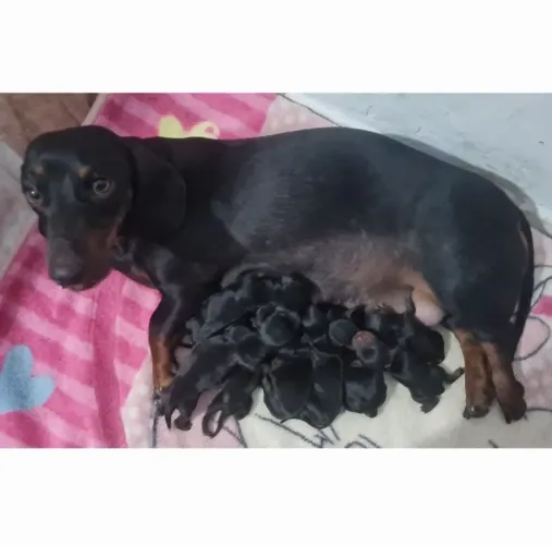 Filhote de Dachshund