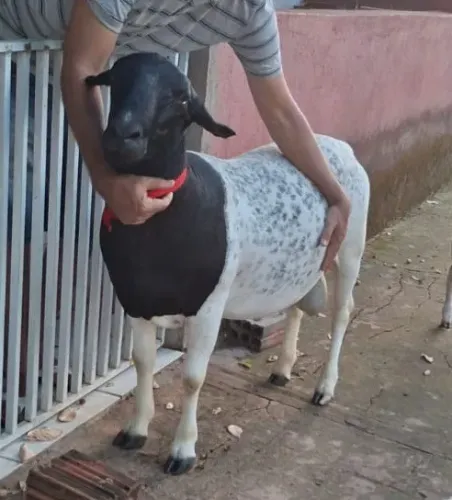 CARNEIRO DORPER P.O
