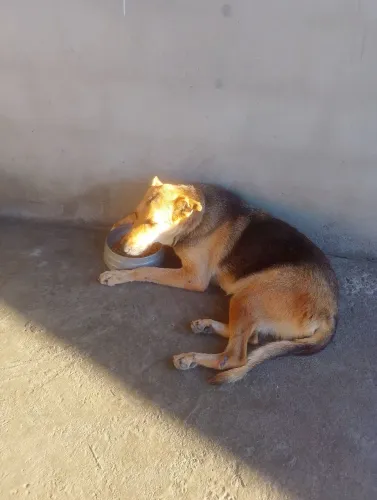 Doação de uma cachorra pastor alemão 