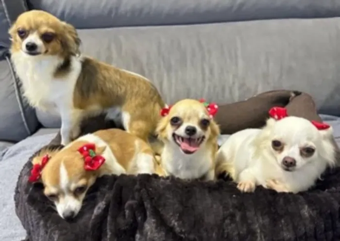 Chihuahua macho