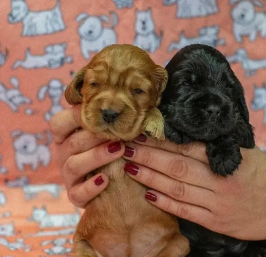 Cocker spaniel disponiveis 