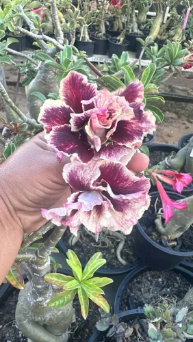 Rosa do deserto perfumada