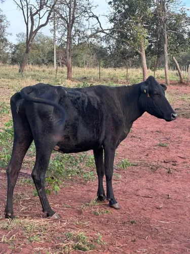 Vaca de leite