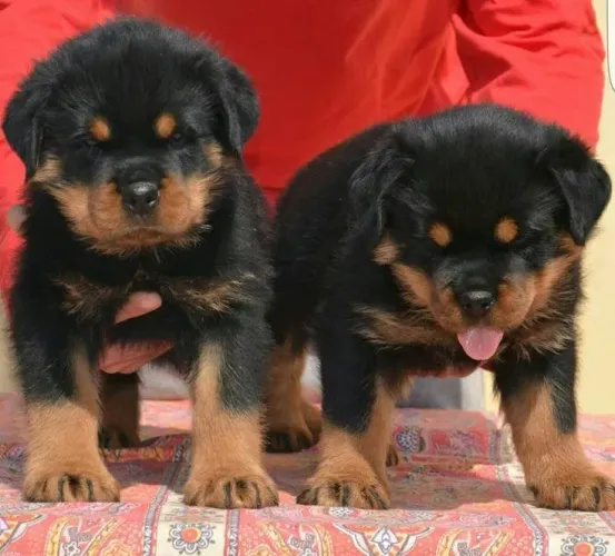Rottweiler ttt parcelo até 18x pedigree grátis t