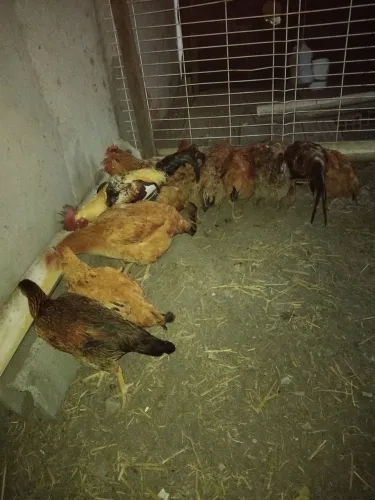 Vendo 10 galinha e um galo 700 reais interessado chega no zap *