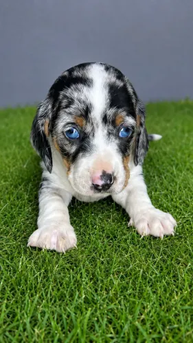 lindos basset com garantia e procedencia 