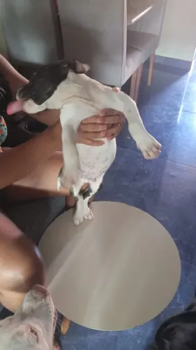 Filhote de Pitbull Machu 550 $