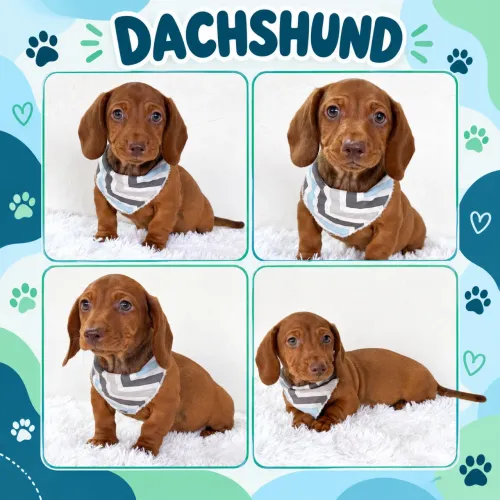 Lindo Machinho de Dachshund (Basset, Teckel, Cofap) aqui no Puppy Stop