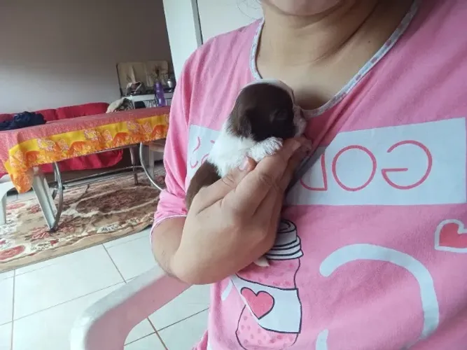 Machinho marrom com branco Shitzu