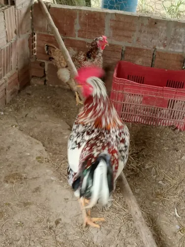 Ovos de galinha balão sertanejo