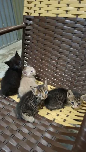 Gatinhos para adoção responsável. Castração garantida .