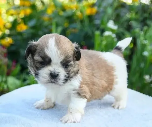 Lhasa Apso Filhotes Disponíveis Para Entrega.