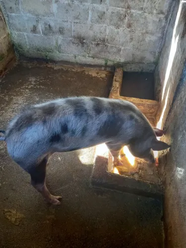 Vendo porca Pietran