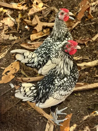 Vendo frangos da raça Sebright prateados