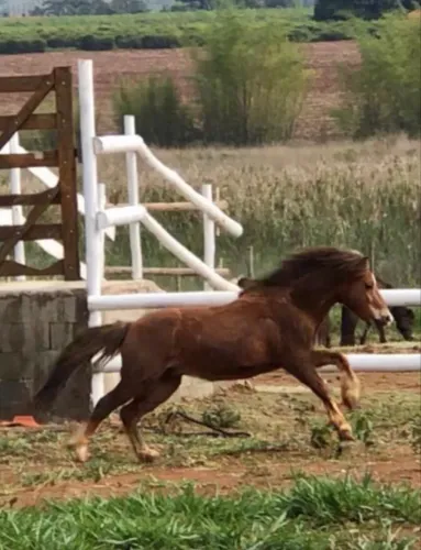 Pônei macho