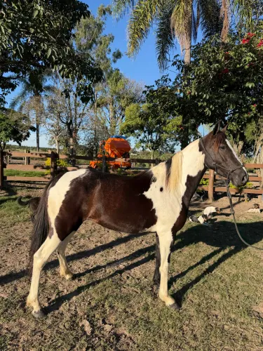 Égua Mangalarga Paulista