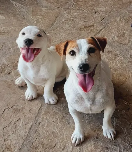 Jack Russel Terrier