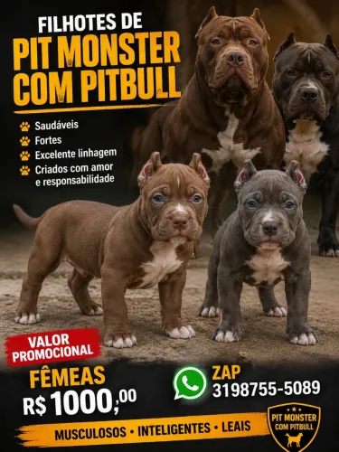 Filhotes de pit monster com pitbull !
