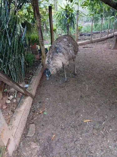 Emu adulta