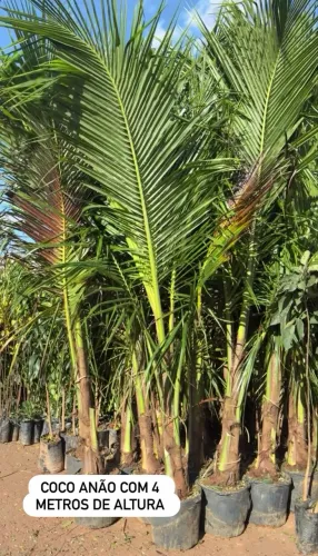 Mudas de Coco anão 4m 