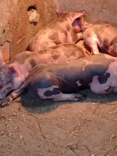 Vendo lote de leitao