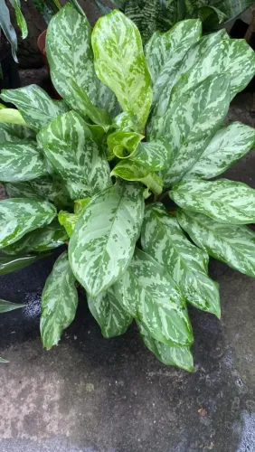 Aglaonema café de salão 