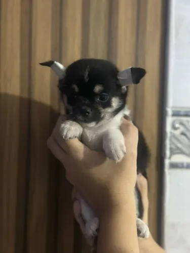 LINDOS FILHOTES DE CHIHUAHUA PELO LONGO