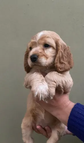 Cocker Spaniel,Cocker Spaniel Filhote Selecionado Alta Procedência