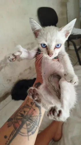Doa- se gatos, adultos e filhotes