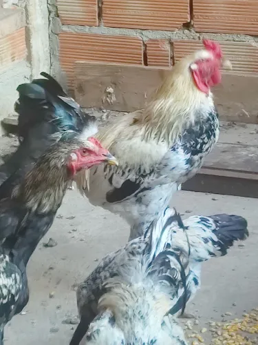 Vende galo índio porte grande