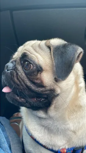 VENDE-SE PUG