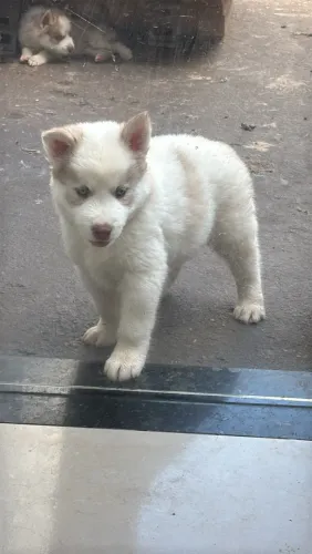 Husky siberiano