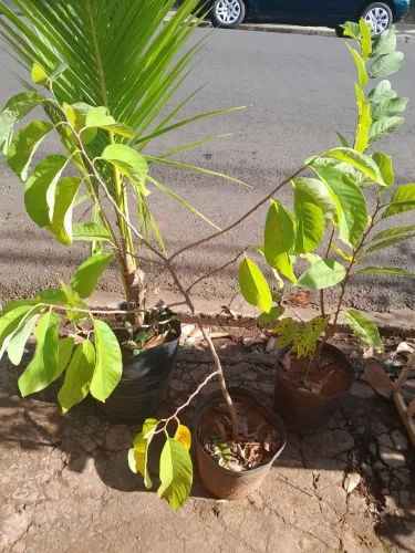 FRUTÍFERAS EM GERAL 