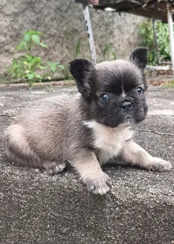 BULLDOG FRANCÊS FLUFFY PERFEITO