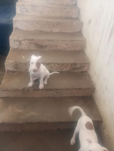 Vendas de pet